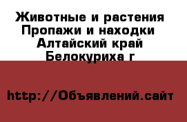 Животные и растения Пропажи и находки. Алтайский край,Белокуриха г.